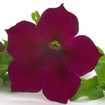 Petunia Surfinia Burgundy